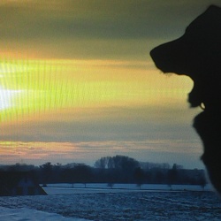 Hundefotos