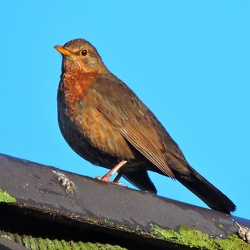 Tiere, Vögel und Insekten