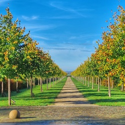 Der Elm