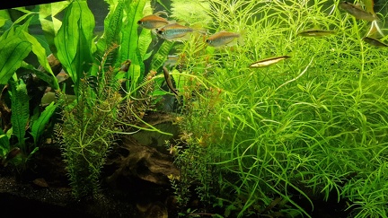 Raumteiler 540 l Aquarium 