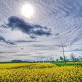 Rapsblüte im April 