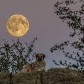 Mond mit Akina
